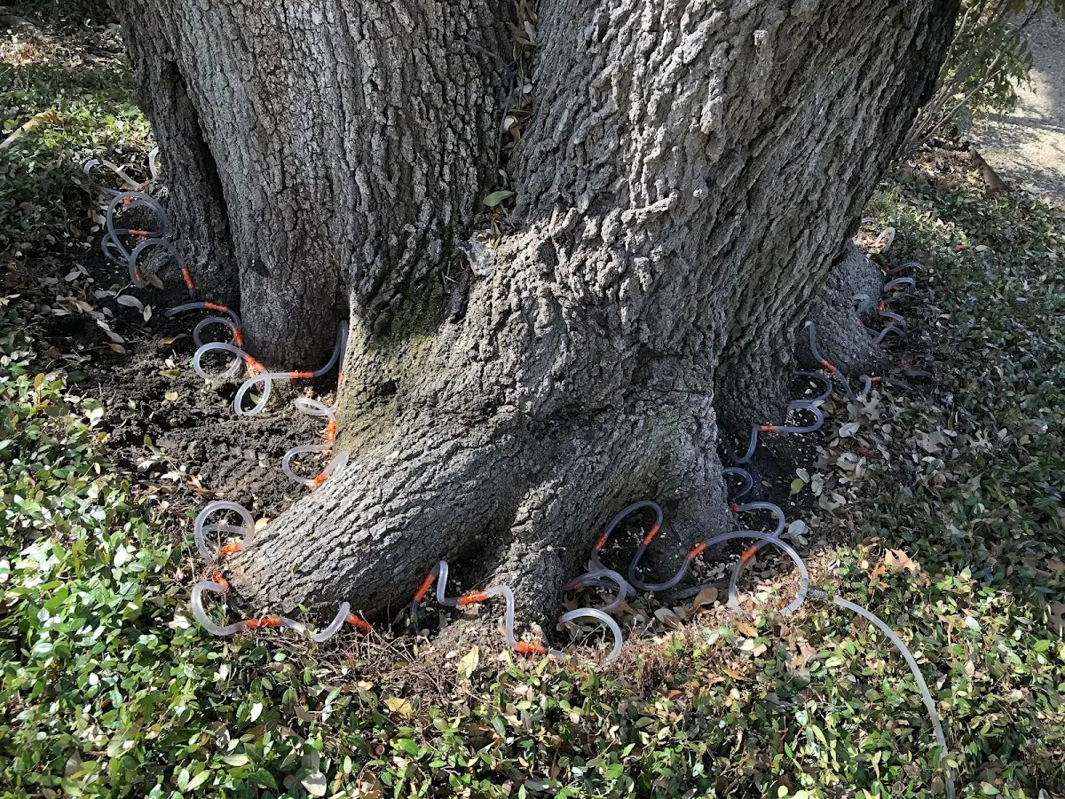 Detailed Tree Cabling and Bracing job site in Snow Shoe